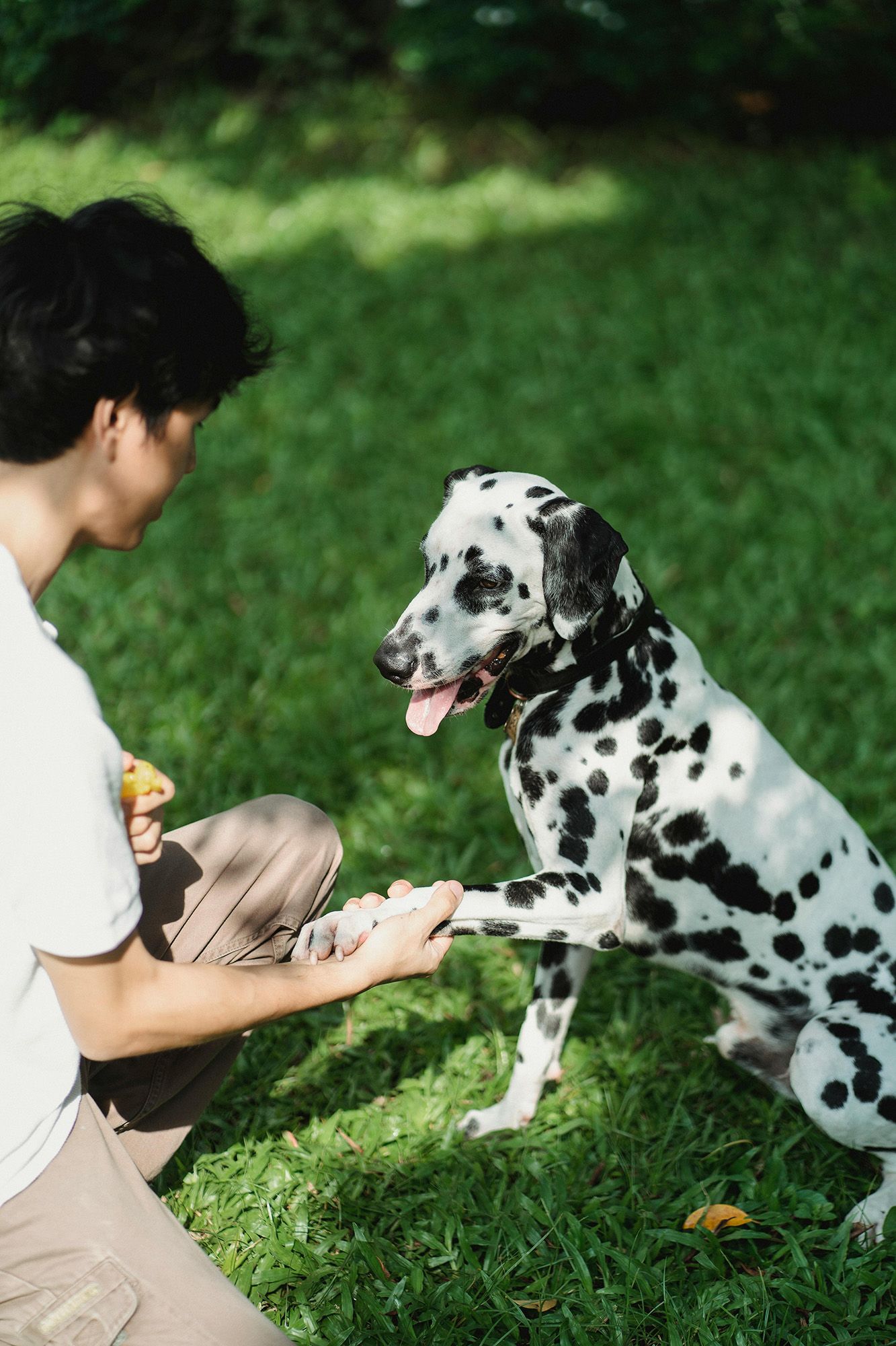 dalmatian dog shaking hands with a person signifying Story Sanford is a pet-friendly apartments sanford fl